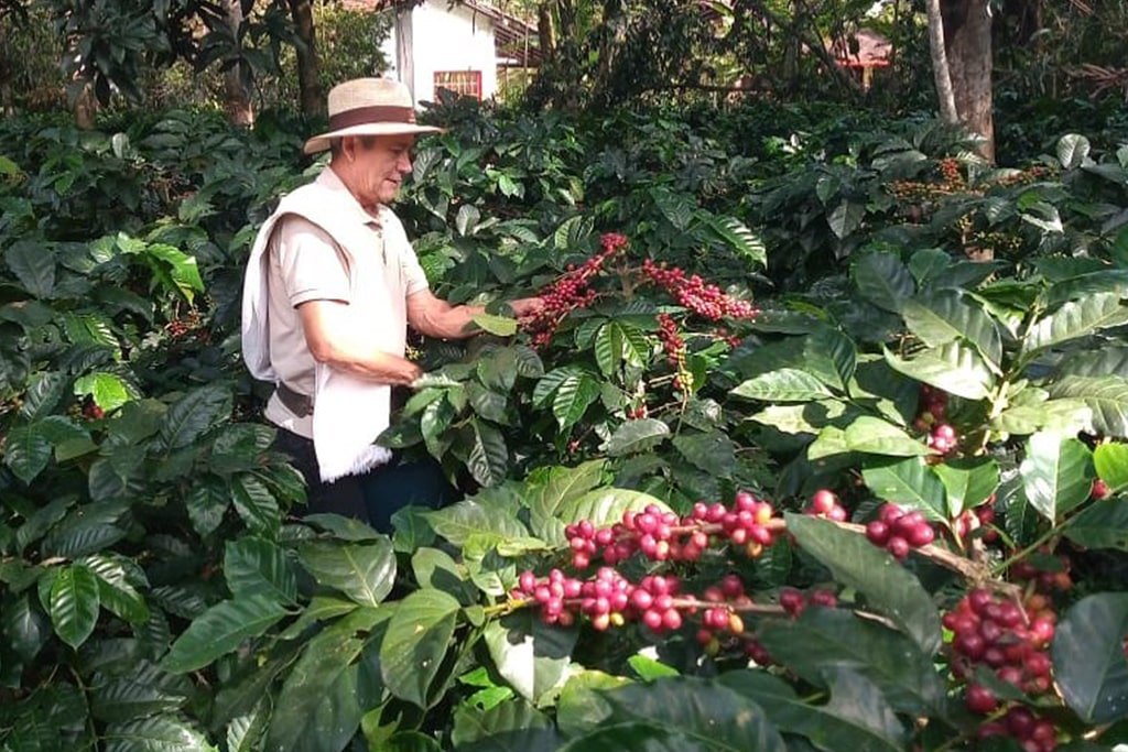 Canelatto Coffee