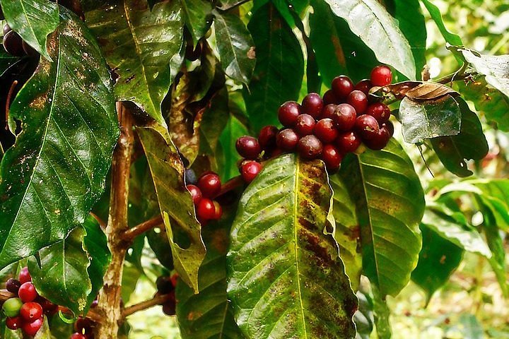Canelatto Coffee