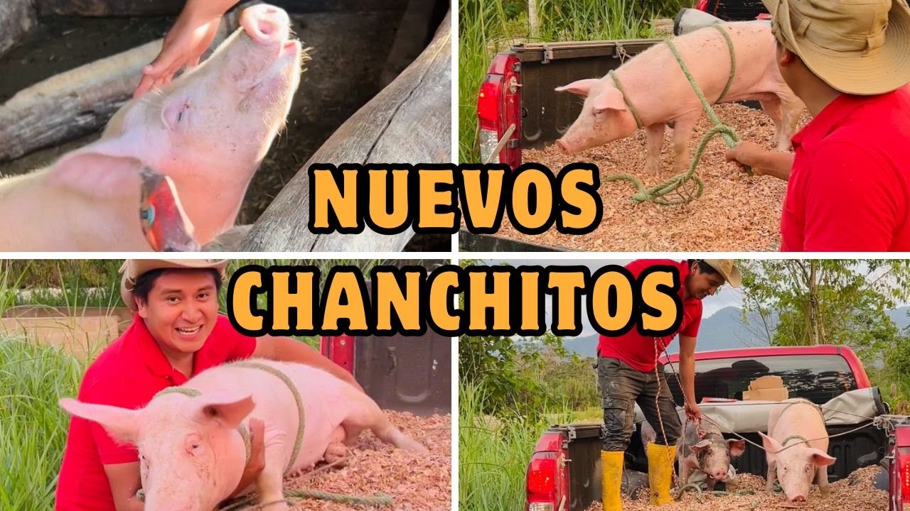 Chanchitos
