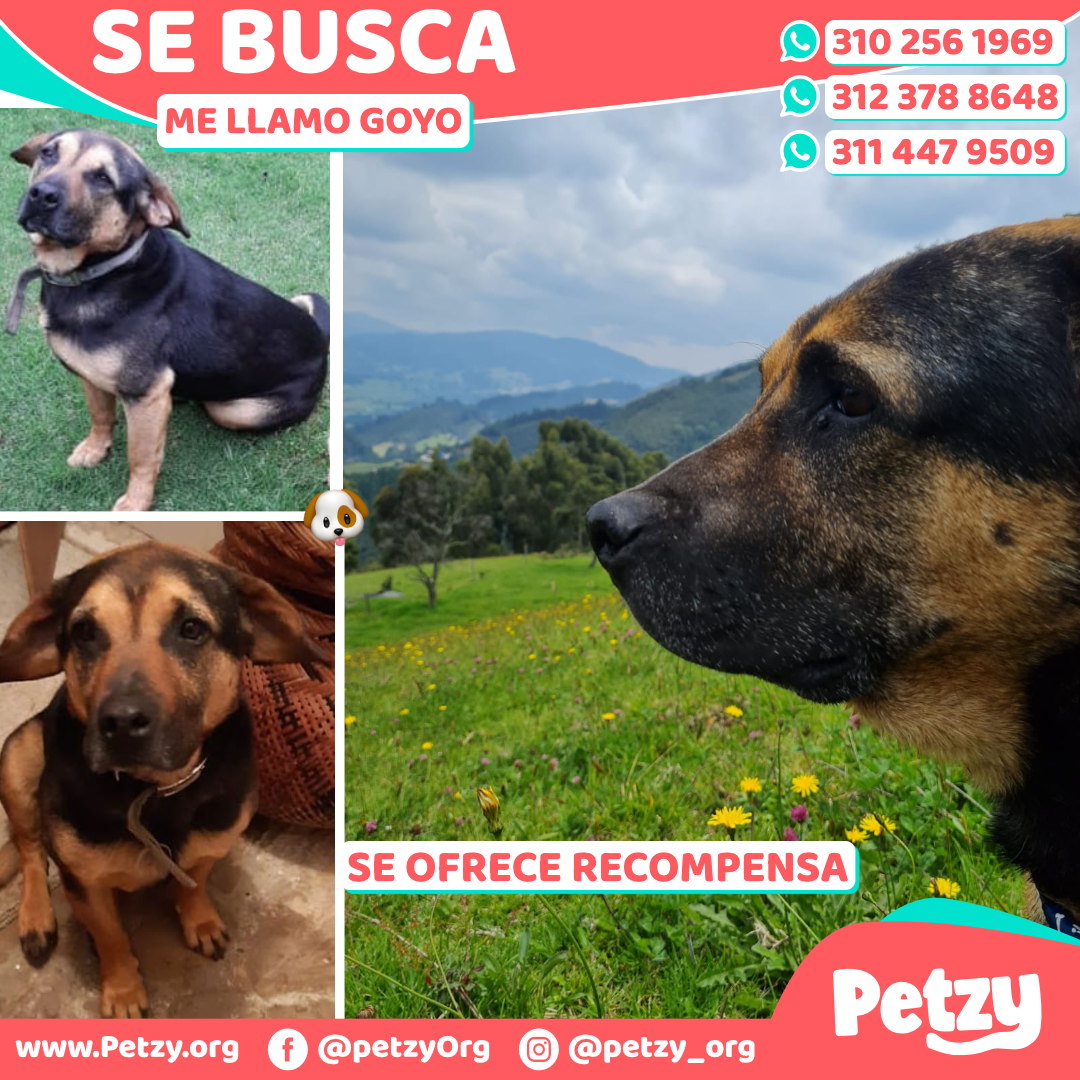 Los Perros De Yimy