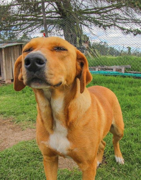 Los Perros De Yimy